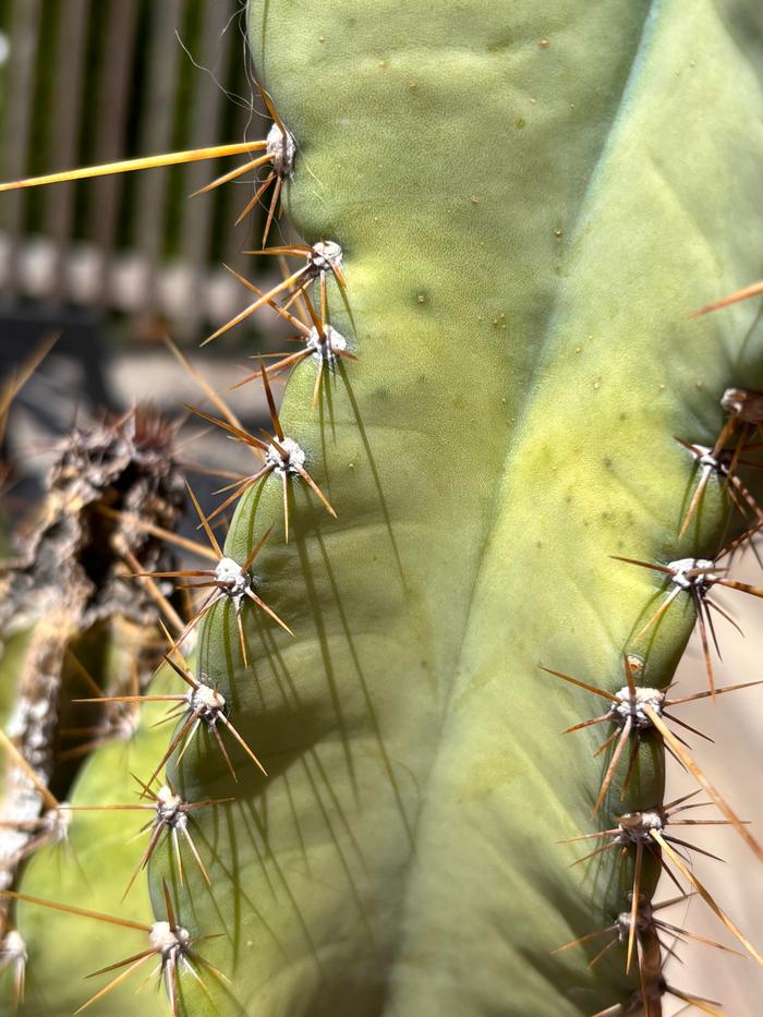 [Thumbnail for cacti1.jpg]