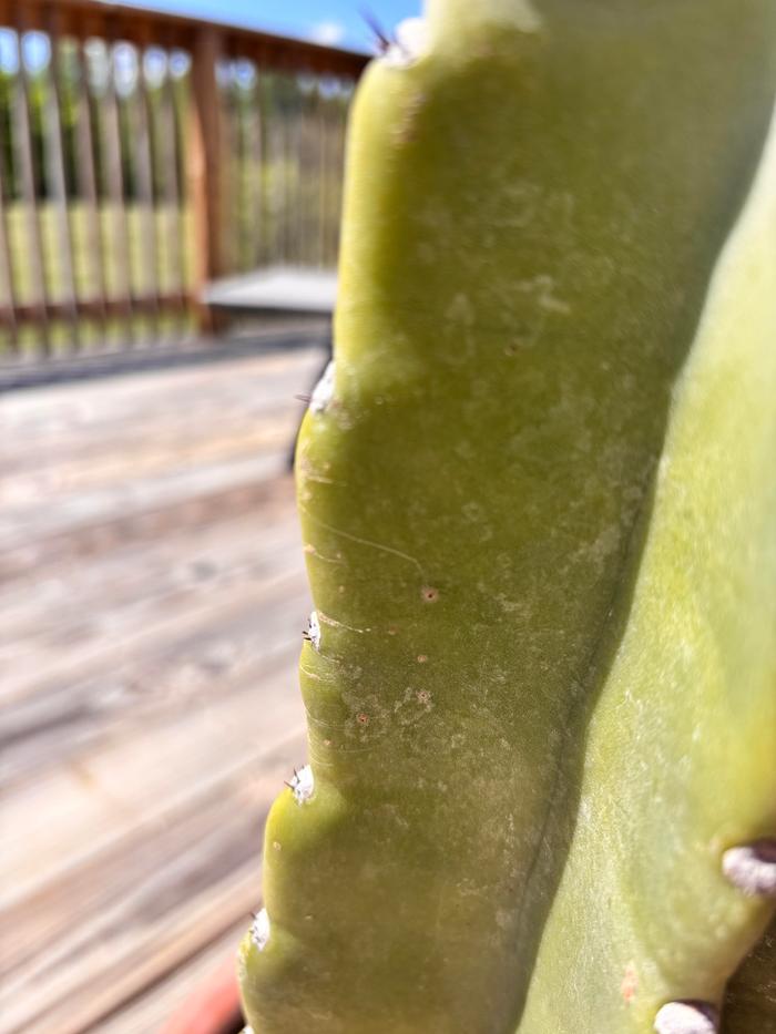 [Thumbnail for cacti2.jpg]
