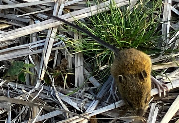 [Thumbnail for Vole.jpg]