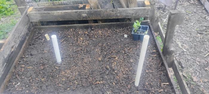 The compost is decayed woodchips, not sifted, so itight be a little nitrogen hungry still