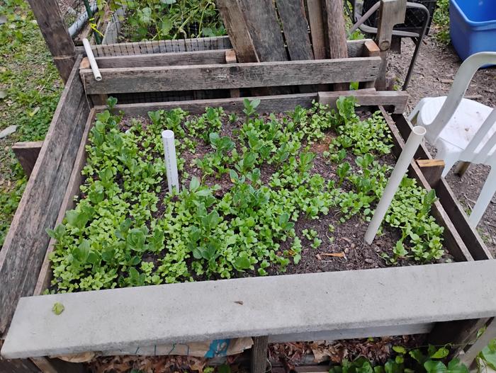 A bed made of discards, filled with leaves and planted with less than a dollar of seeds.