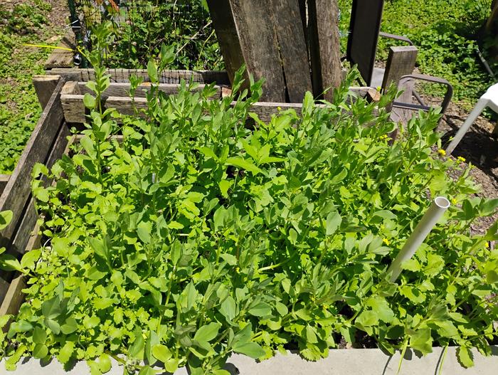 Mustard greens and fava beans
