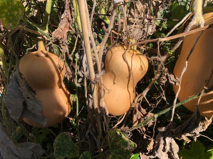 butternut
