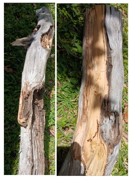 The tree limbs