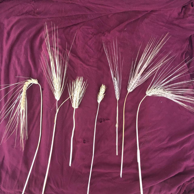 Diversity in barley