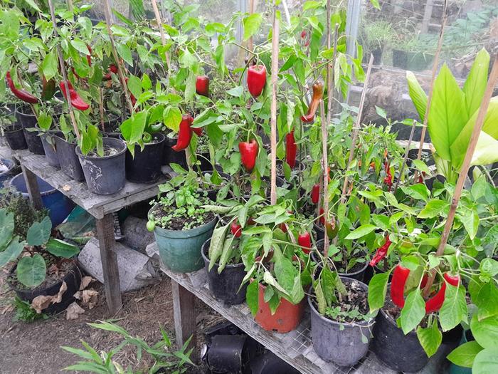 red chilli peppers ripening in pots on greenhouse staging