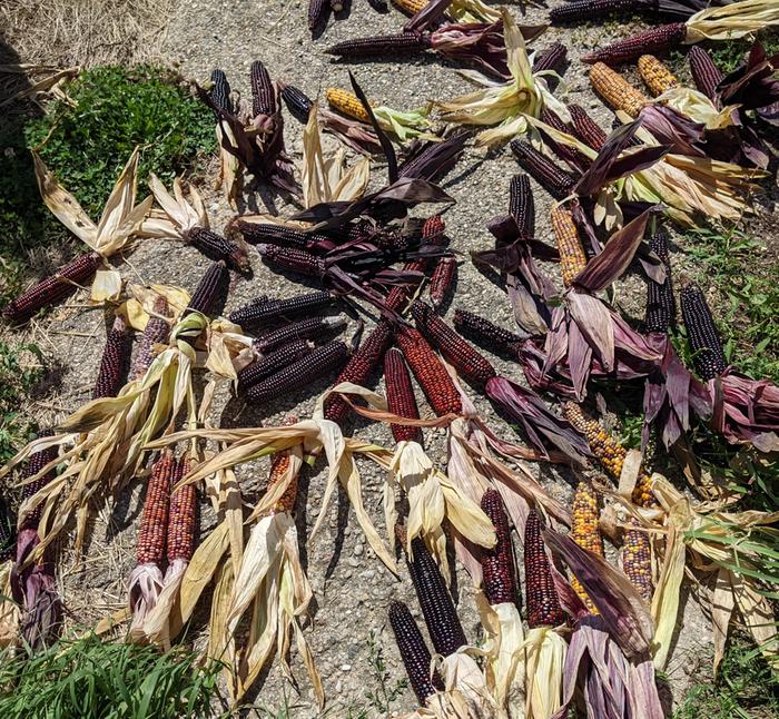 Corn