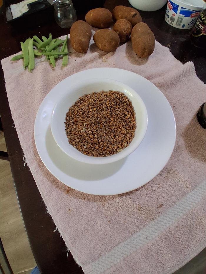 Wheat and barley berries recovered from bird feeder cast-offs