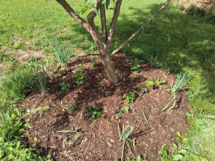 Peach tree guild with strawberries, mint, garlic, onion, and dandelion