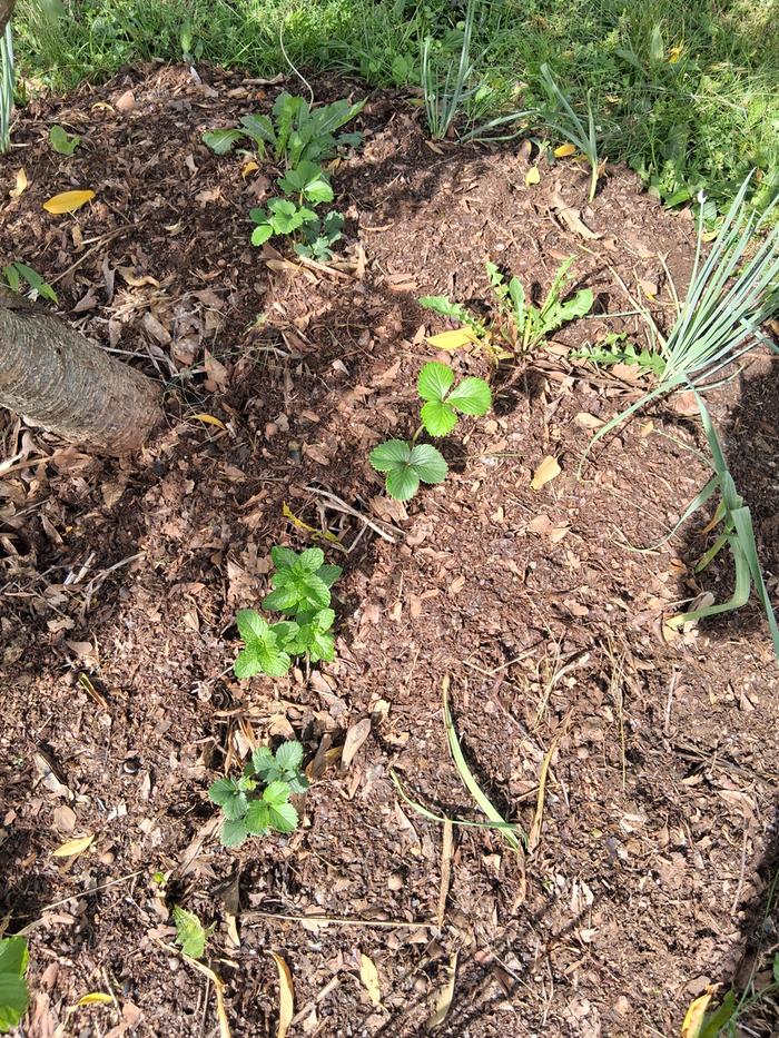 Close up of peach tree guild with strawberries, mint, garlic, onion, and dandelion
