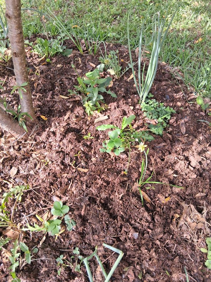 Peach tree guild with strawberries, mint, garlic, onion, dandelion, native petunia, and clover