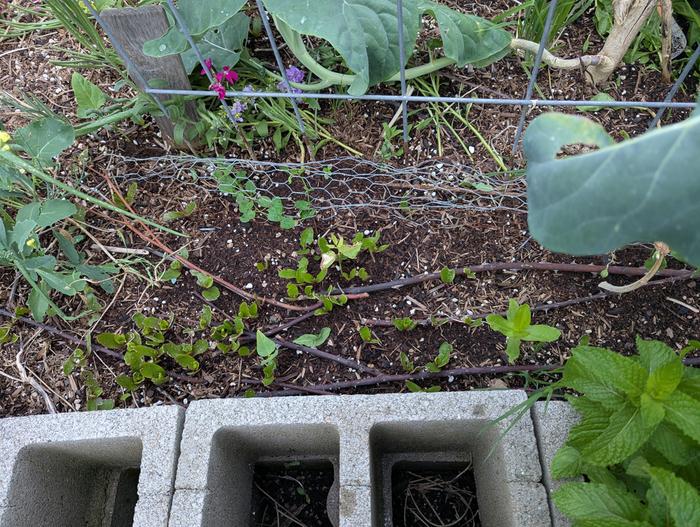 Malabar spinach 