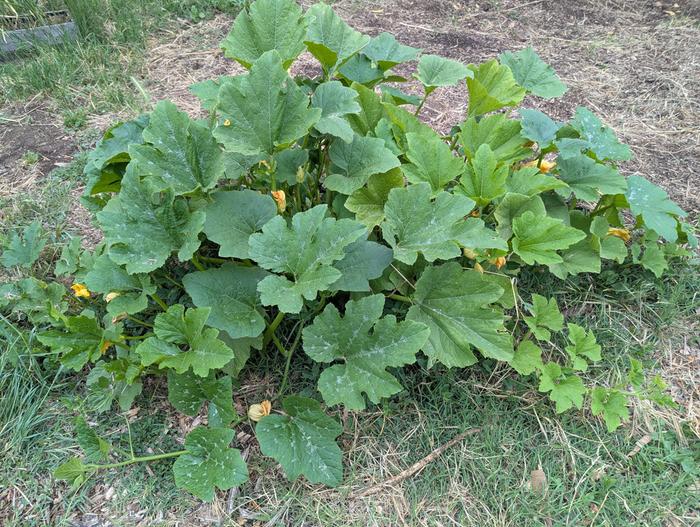 squash 