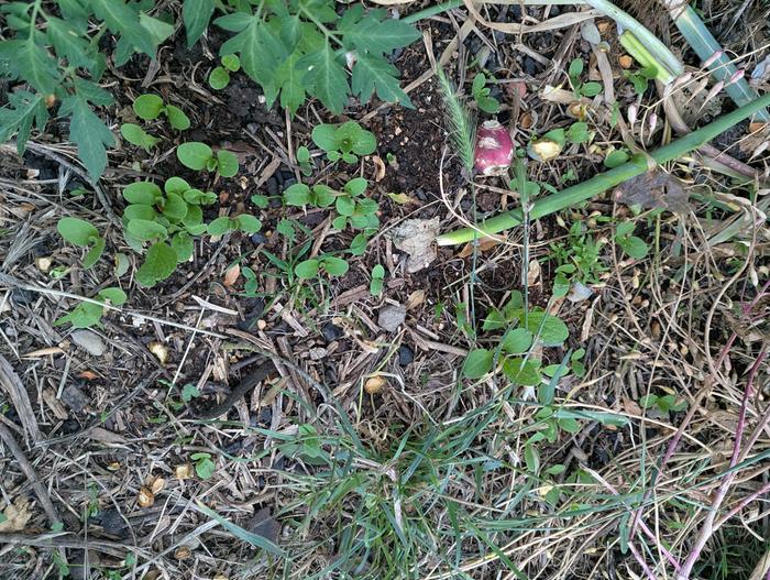 tomato and radishes 