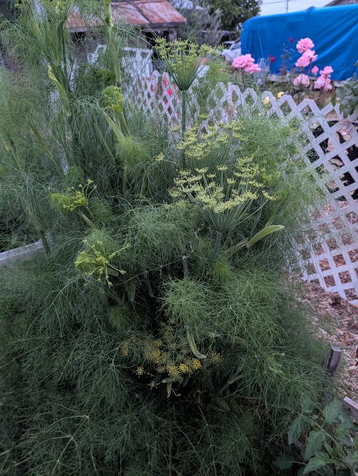 Fennel 