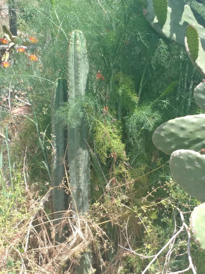 [Thumbnail for fennel-and-cactus.jpg]