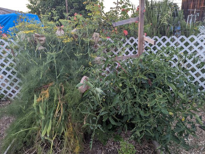 tomato growing well next to large fennel plant