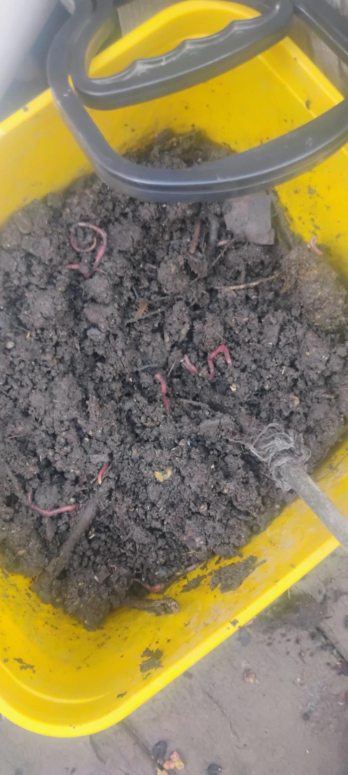 Worms love this shit!