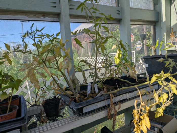 Tomatoes still in the greenhouse 