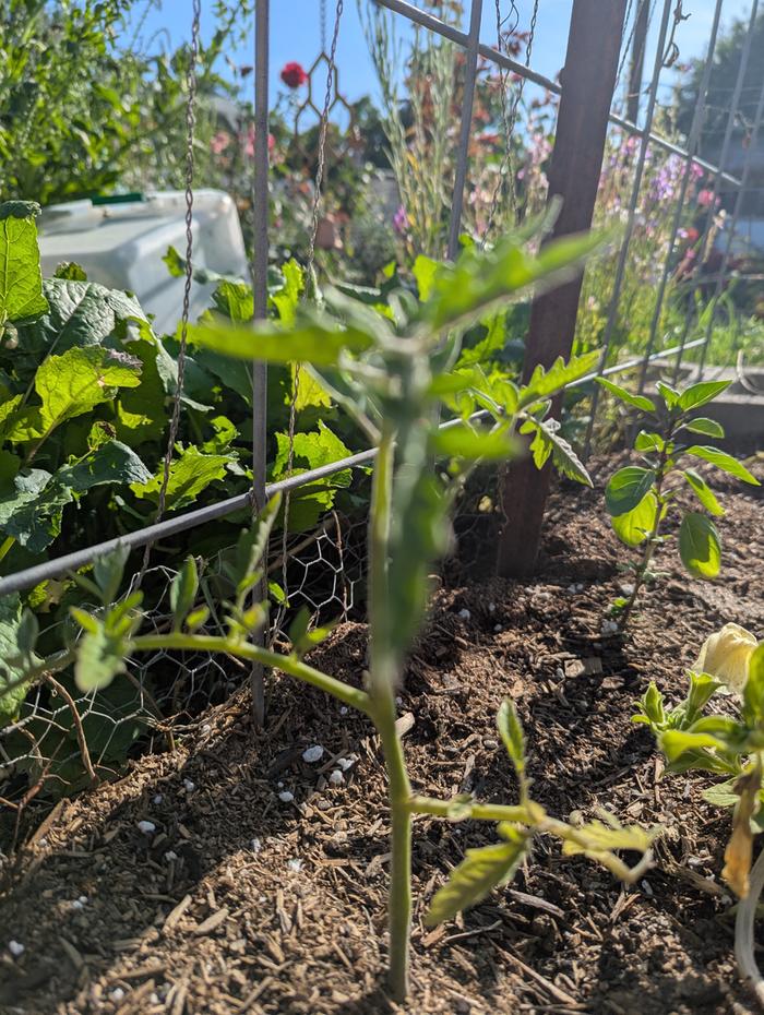 planted about 7 days ago 