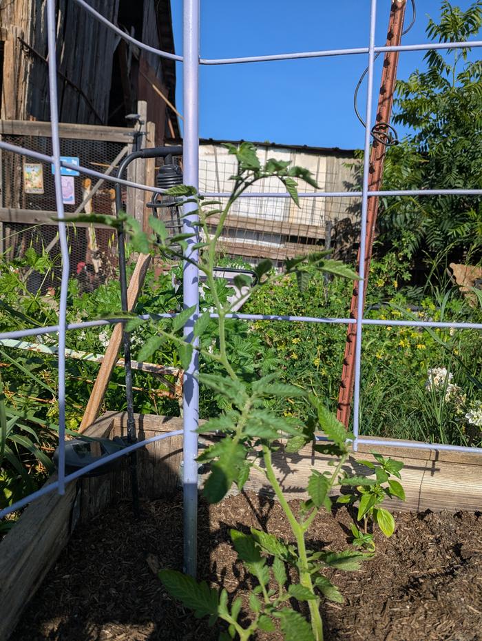 planted about 10 days ago 
