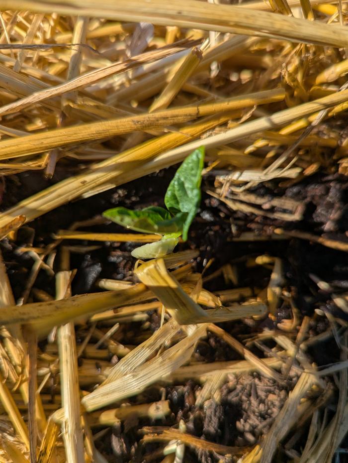 Bean growing in the straw bale 