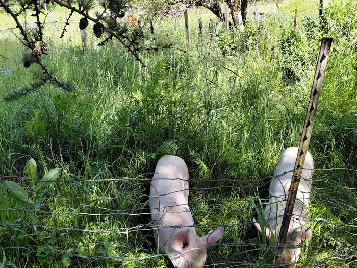 happy piggies
