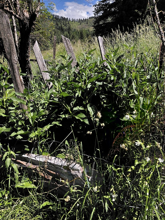 Comfrey patch