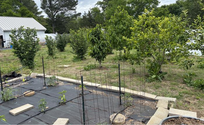 Garden and hazel nut trees and some persimmon here