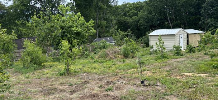 Jujube, pawpaw and persimmon and my tractor shed