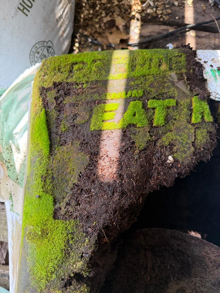 The moss