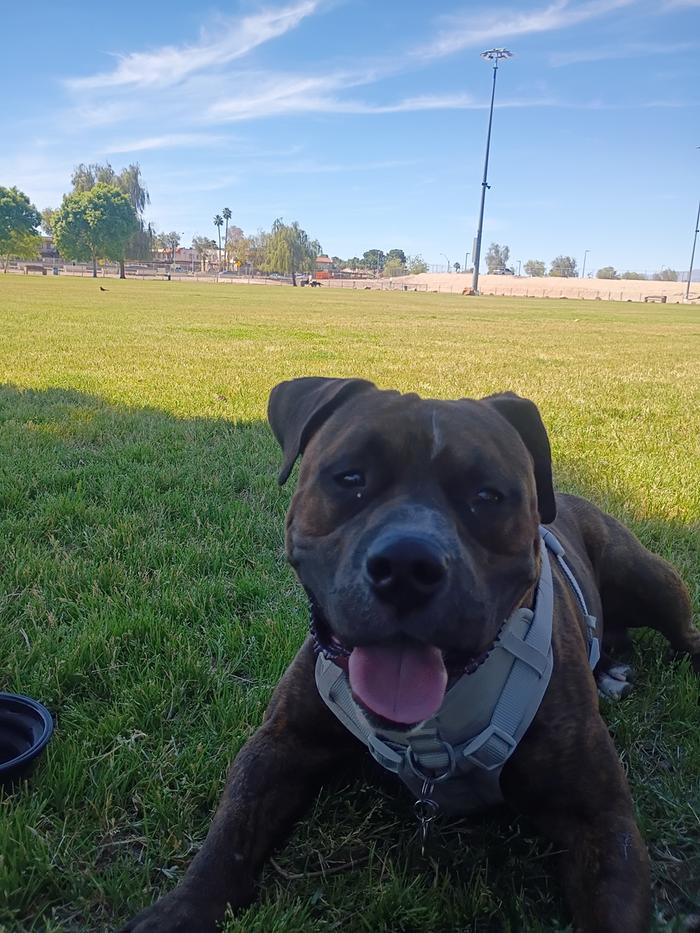  Bubba 2 year old friendly boxer pitbull 