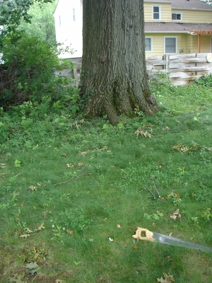 [Thumbnail for Distance-fr-pin-oak-tree-1.jpg]