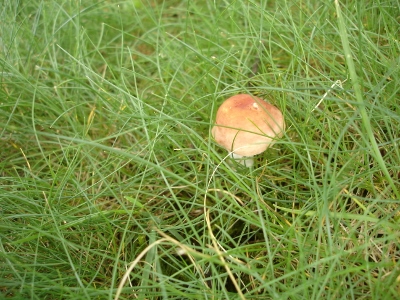 [Thumbnail for Single-in-grass-2.jpg]