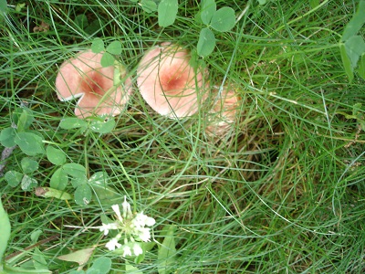 [Thumbnail for grp-in-grass-10-3.jpg]