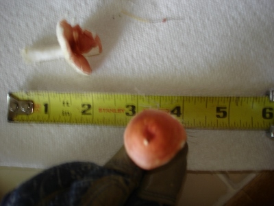 [Thumbnail for Small-near-ruler-8.jpg]