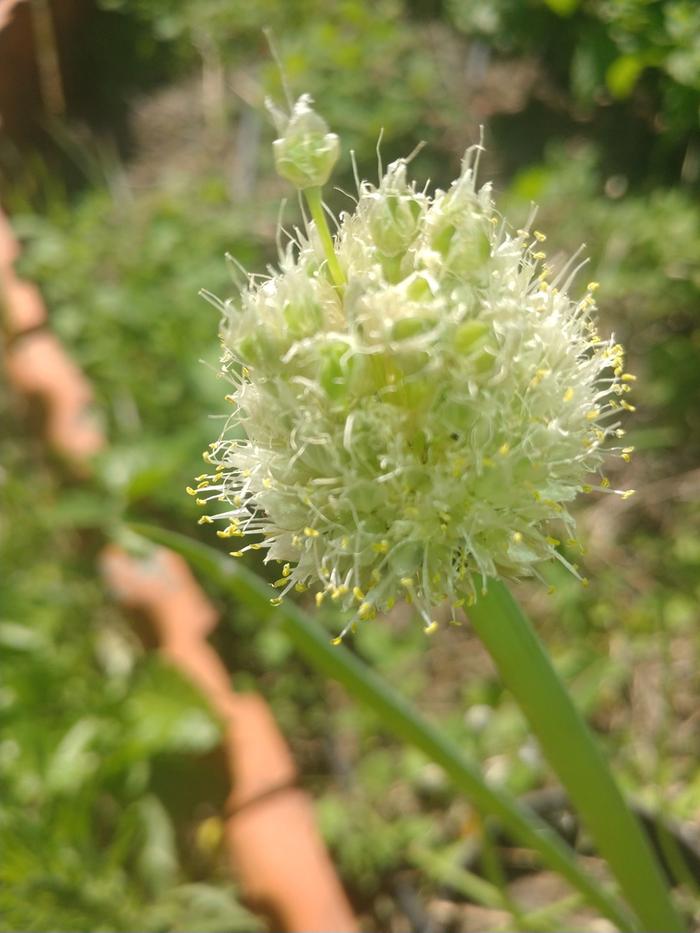 [Thumbnail for crazy-onion-flower.jpg]