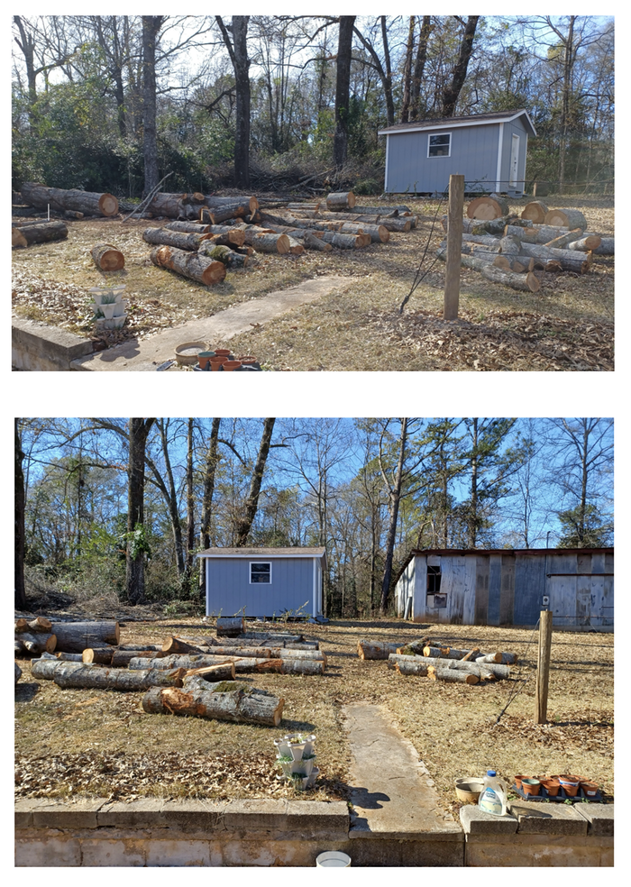 Oak logs left from felled tree