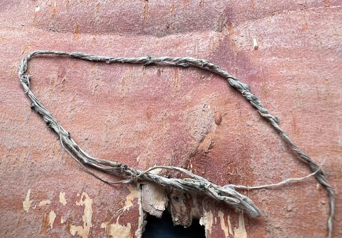 Tent caterpillar silk!!!