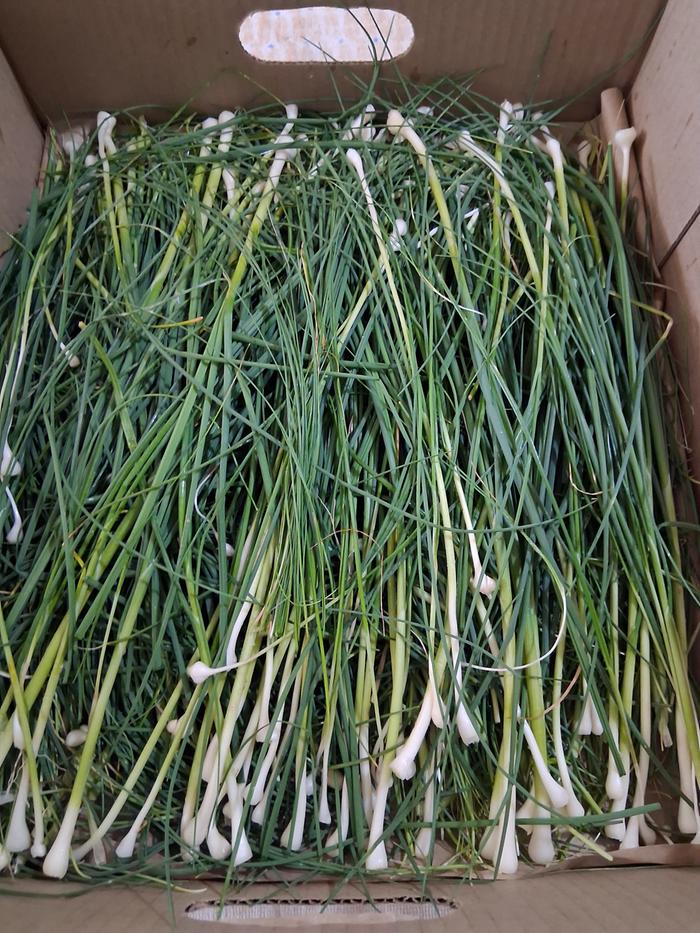 Wild onions, ready for PVD drying