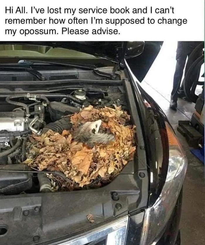 possum