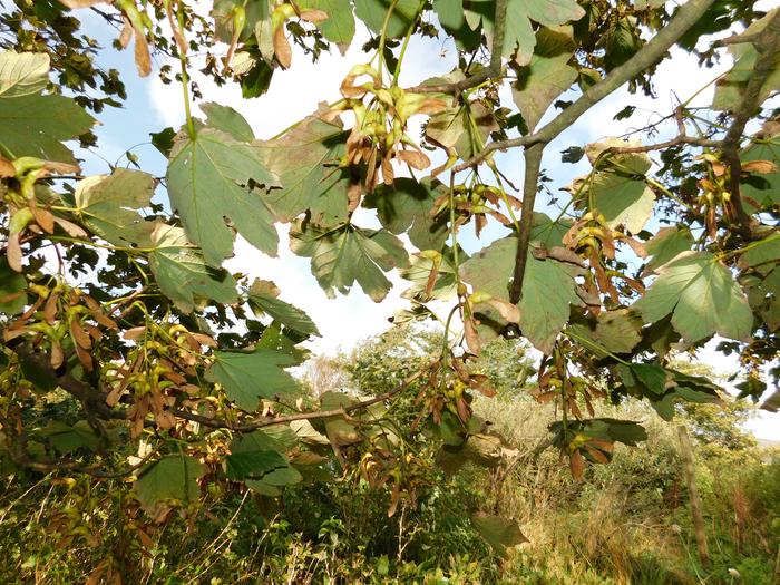 Sycamore - autumn leaves and seeds