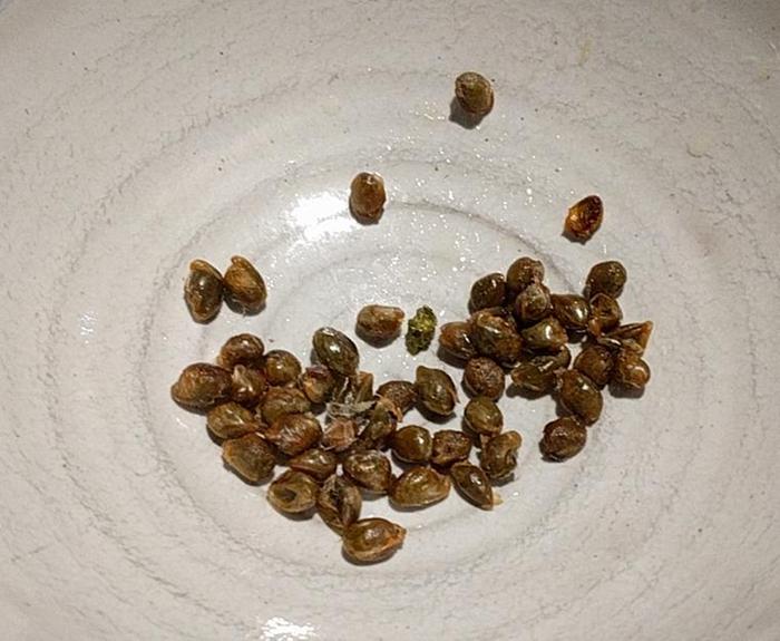 finished roasted seeds