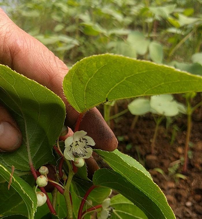 male Actinidia arguta flowers