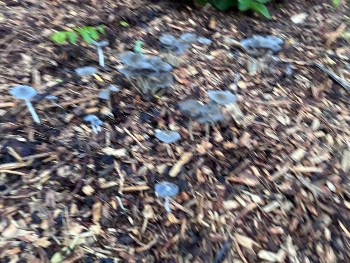 Inkcap mushrooms volunteer on my aged orchard wood chips