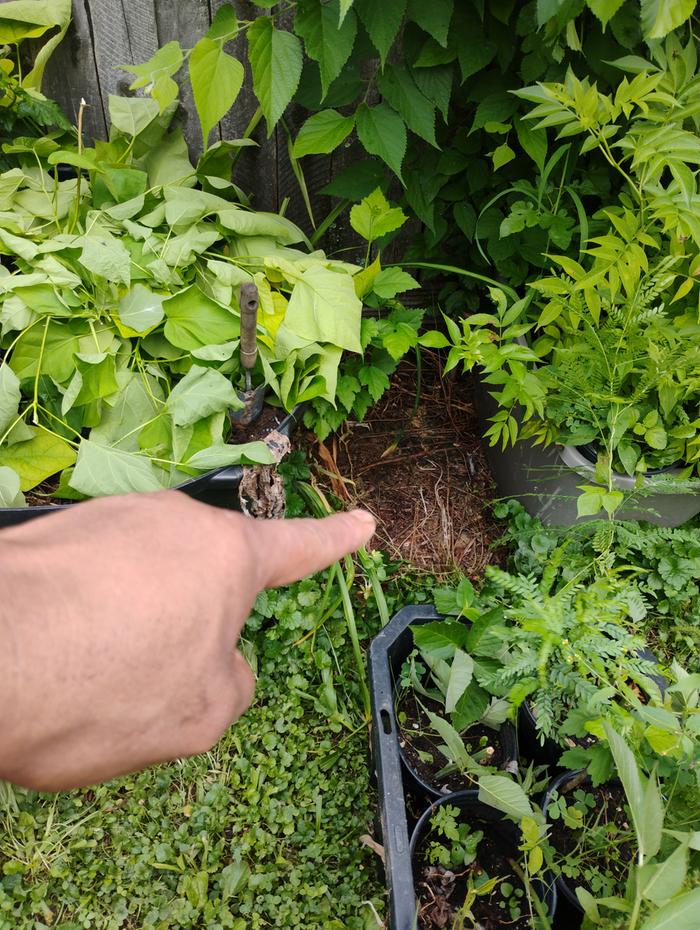 Weed suppression , and compost.