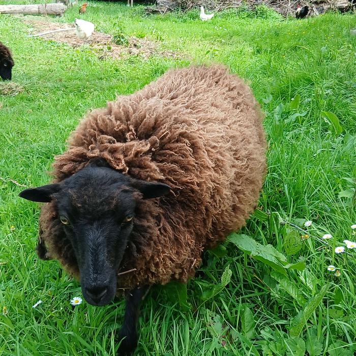 the sheep before shearing