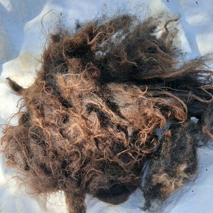 the fleece I was trying carding on today (mum or daughter)