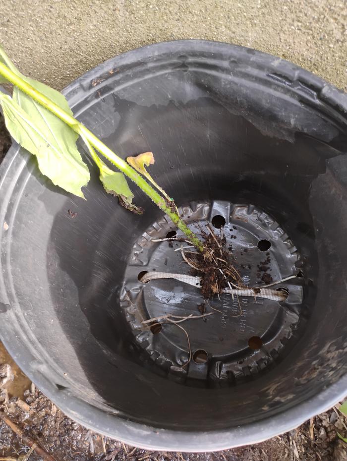 Entire plant 