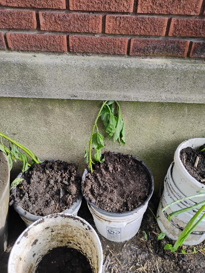 Wilted, but hopefully they will recover